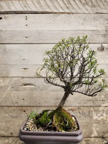 Bonsai romero
