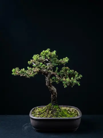 Bonsai 