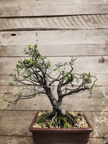 Bonsai junipero