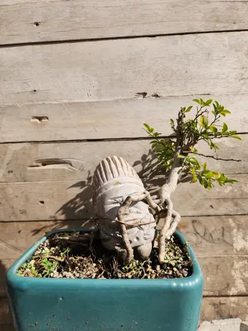 Bonsai precolombino 